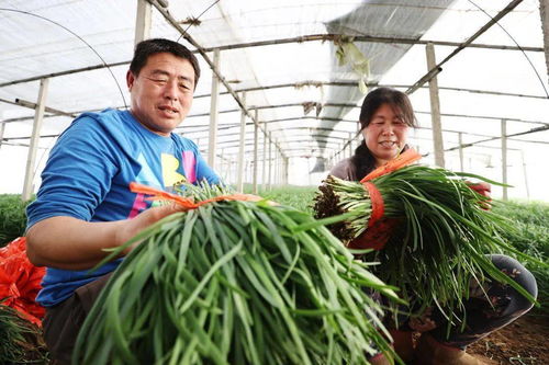 香河 打造京津绿色农产品基地
